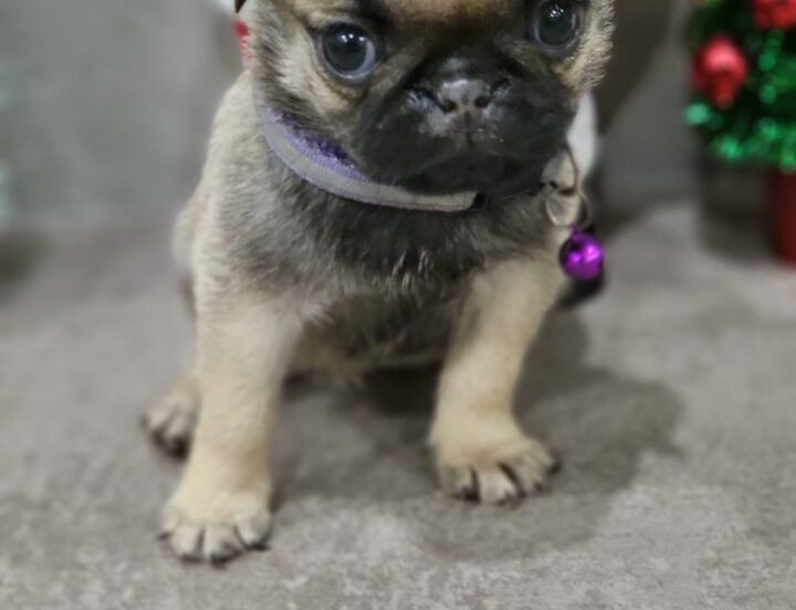 Max