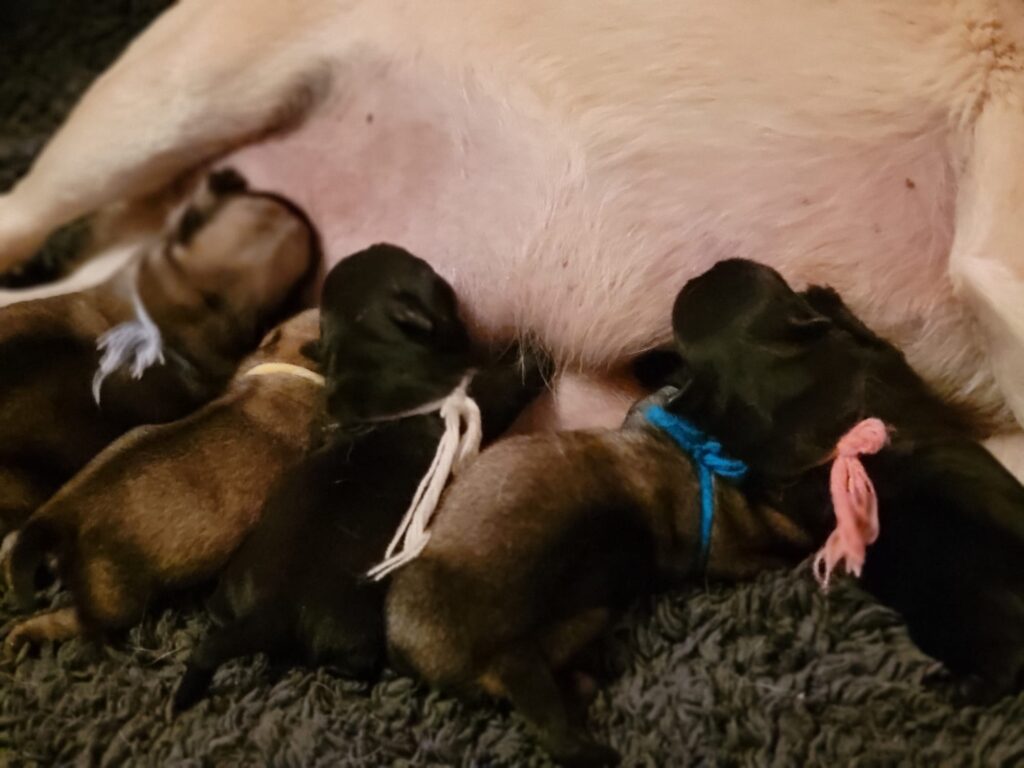 naissance-chiot