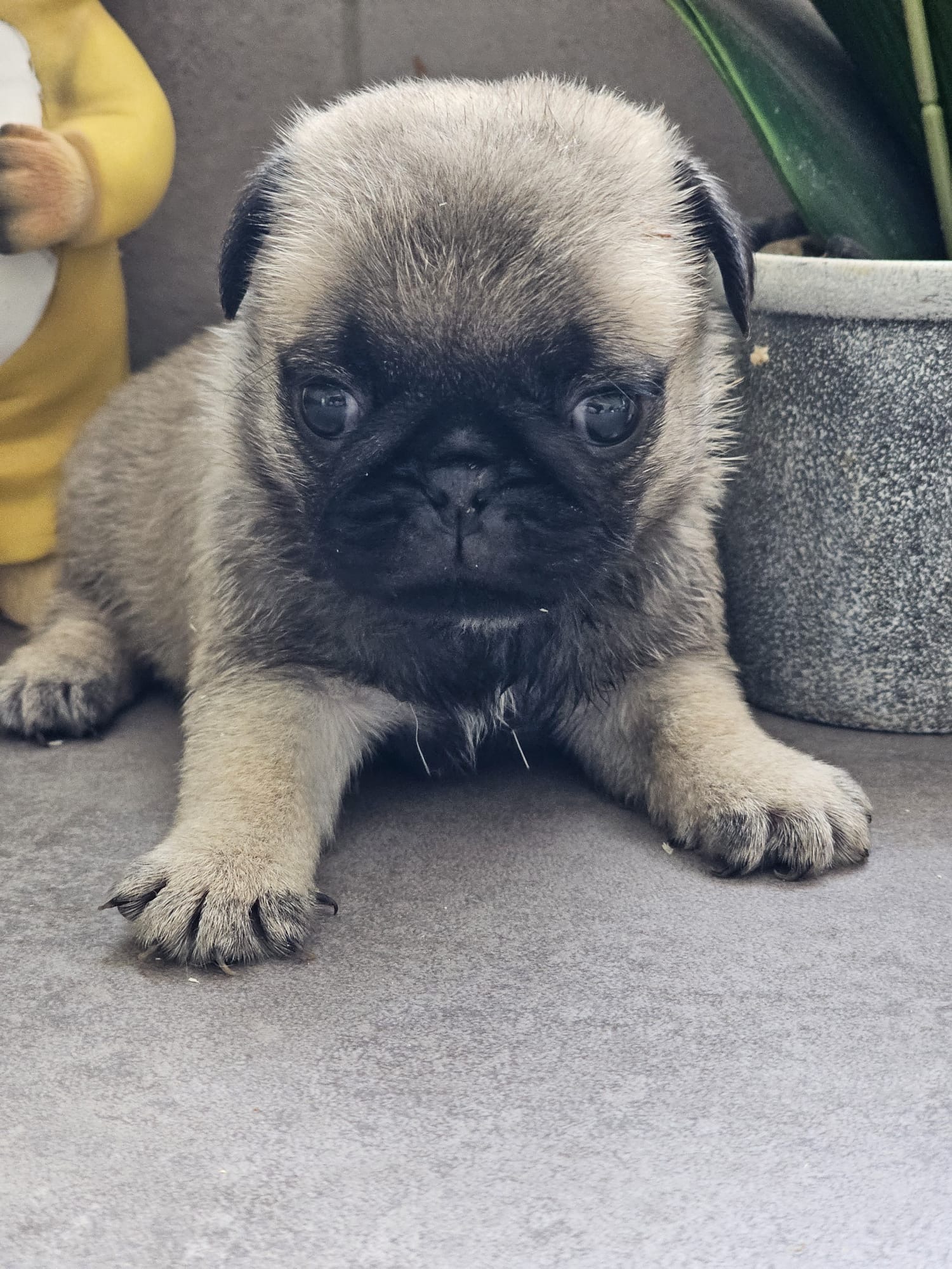 Femelle sable