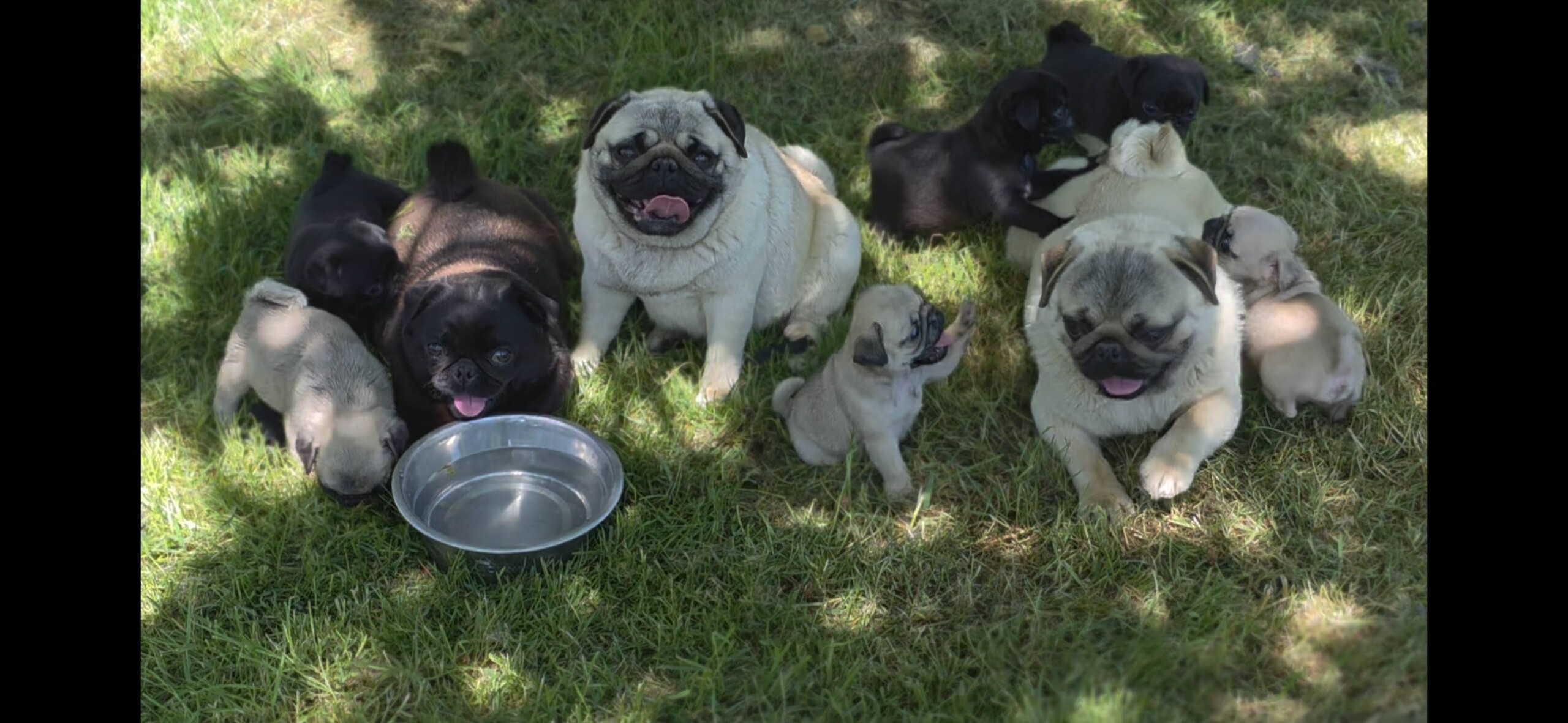 Chiots