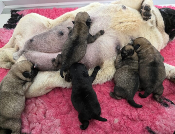 Chiots