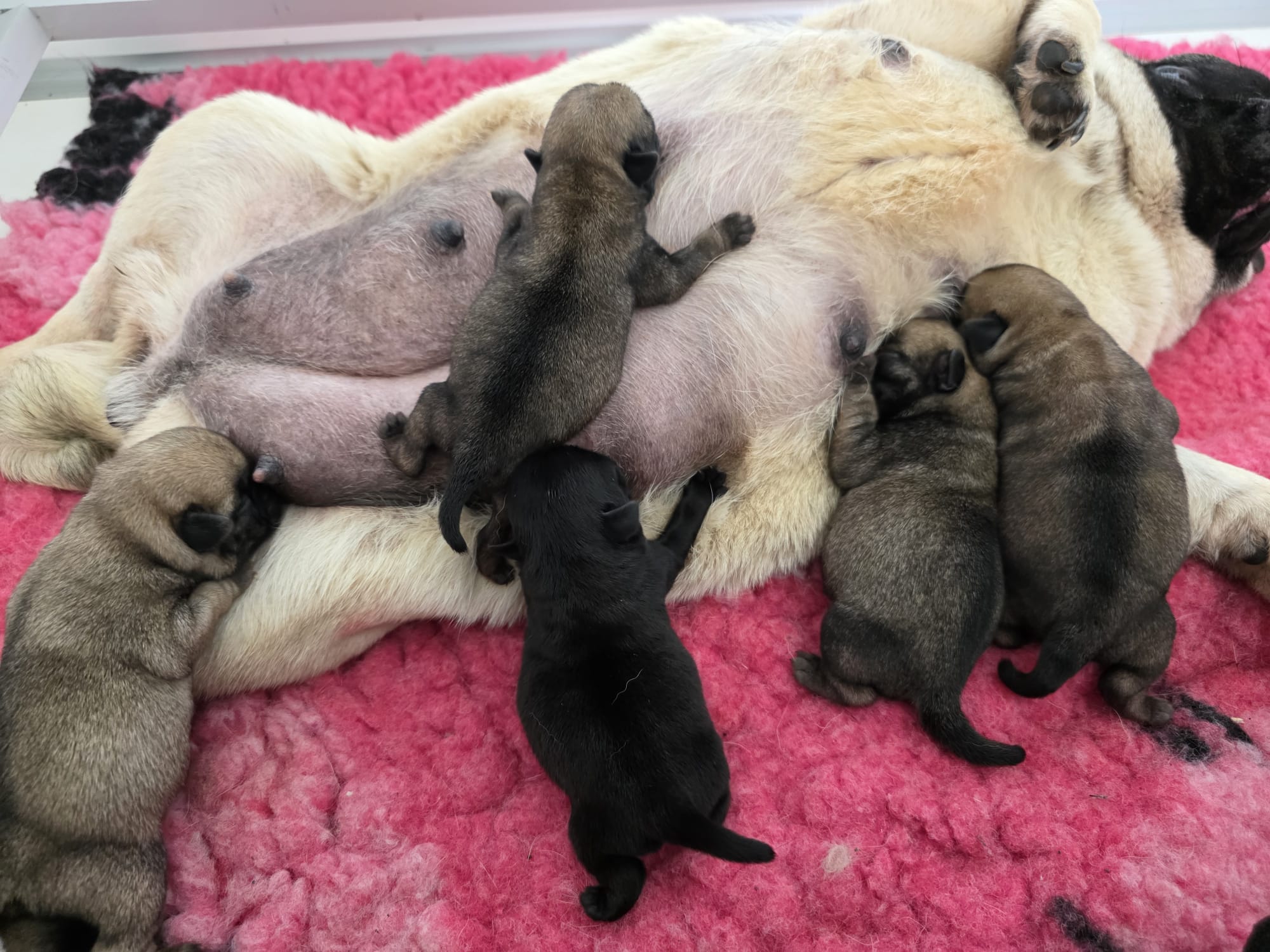 Chiots